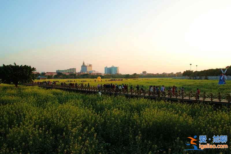 廣東最大的油菜花海盛放，美景延續到春節后？