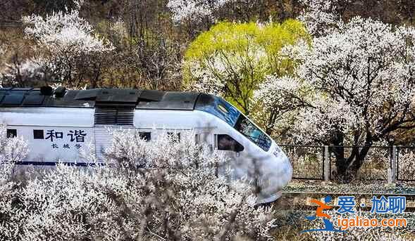 春日列車變雪國列車，你覺得哪個季節更美？？