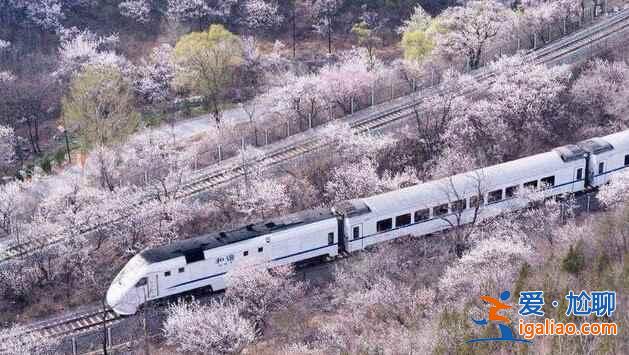 春日列車變雪國列車，你覺得哪個季節更美？？