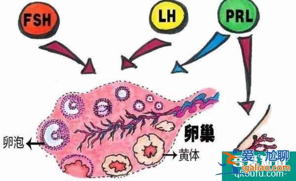 試管嬰兒答疑會(huì)：詳解檢測(cè)激素六項(xiàng)的重要意義？