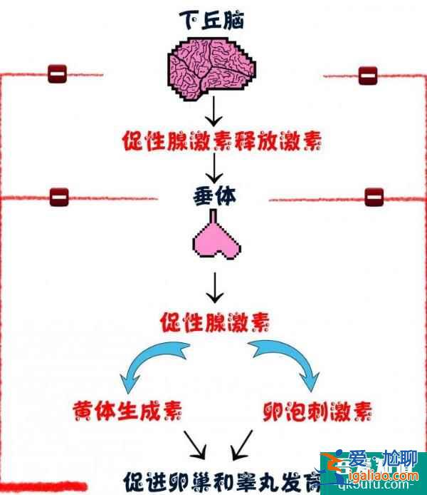 試管嬰兒促排卵是在提前預(yù)支卵泡數(shù)量嗎？？