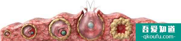 什么時候去做試管嬰兒比較好？？