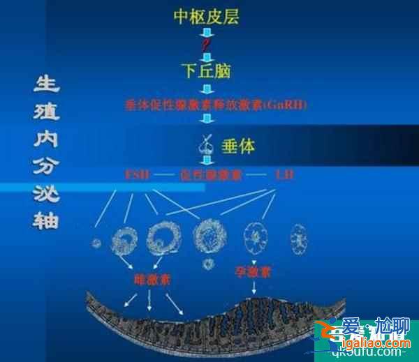 試管嬰兒：長方案取出的卵子是否更優質？？