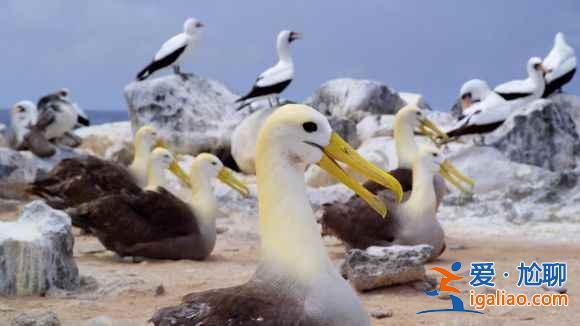 如果達爾文沒來過這里,也許進化論的歷史會被改寫? 如果達爾文沒來過這里,也許進化論的歷史會被改寫?