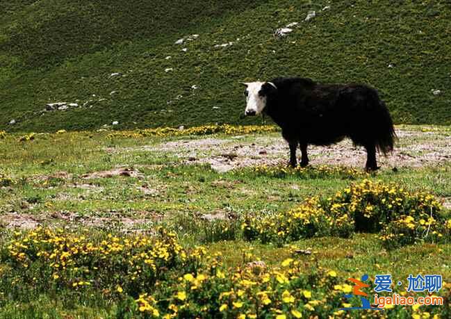 青海玉樹(shù)：一方明媚、質(zhì)樸和浴火重生的土地？