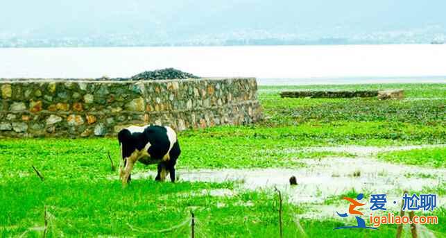 王菲也去大理了,你不想去看看嗎?? 王菲也去大理了,你不想去看看嗎??