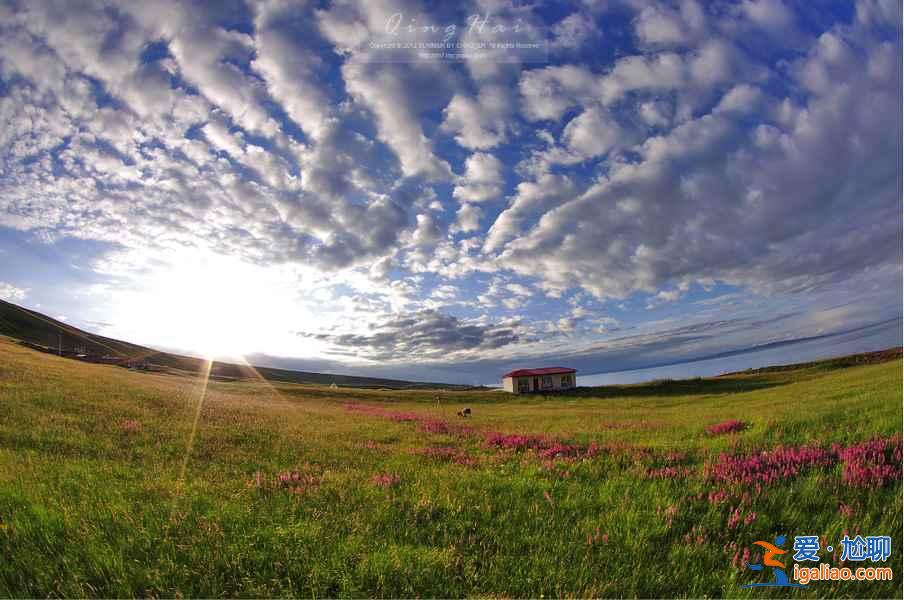 夏日青海，色彩盛宴：最美不過如此？