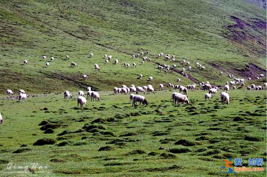 夏日青海，色彩盛宴：最美不過如此？
