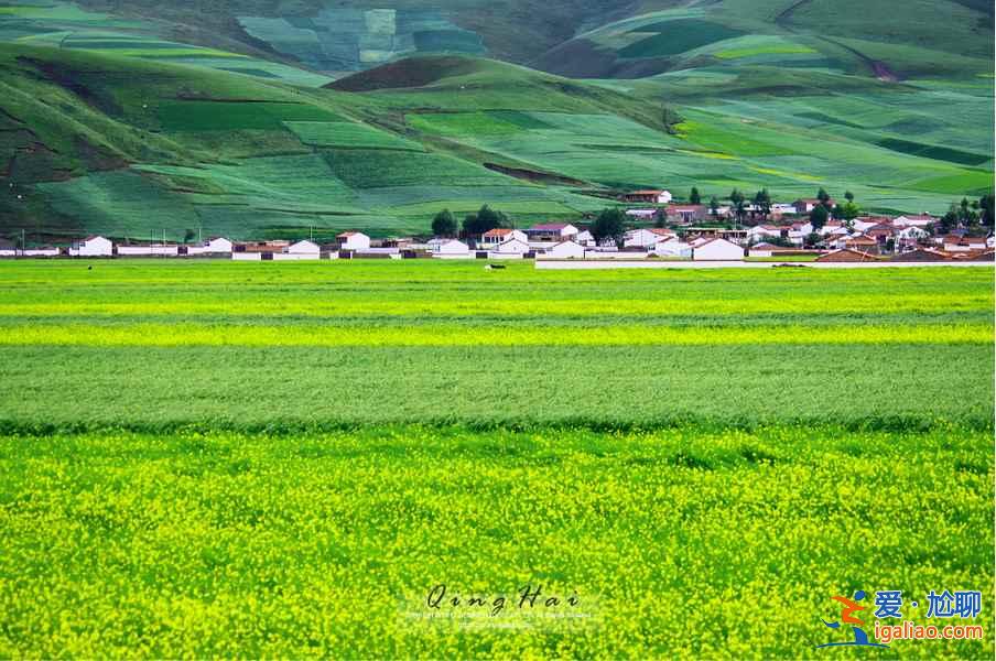 夏日青海，色彩盛宴：最美不過如此？