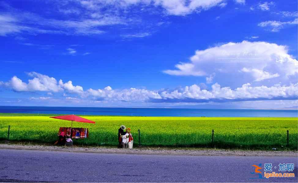 夏日青海，色彩盛宴：最美不過如此？