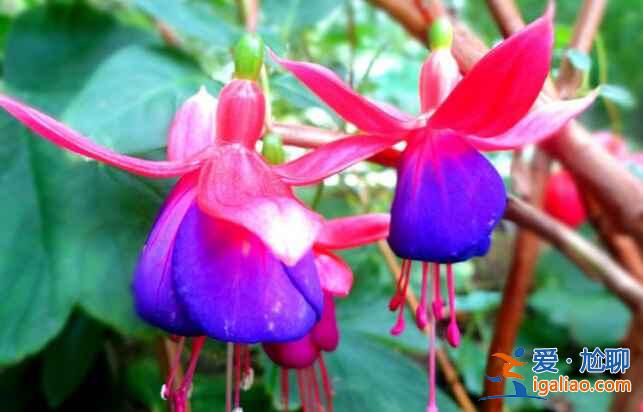 廣州最美賞花地，去“花城”看花吧！？