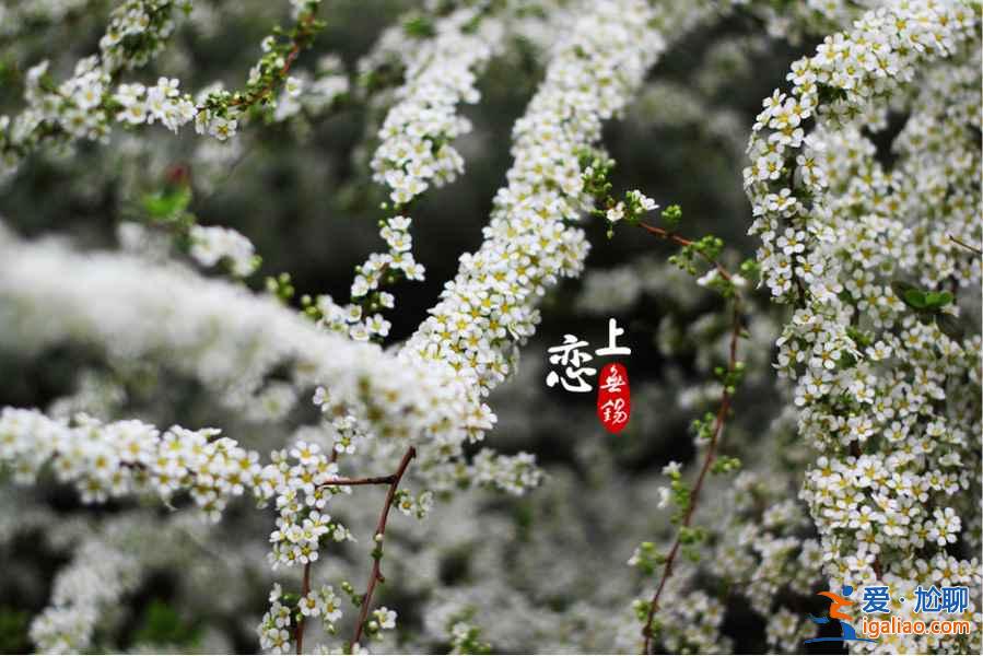上海賞花好去處，春天去上海賞花地推薦？