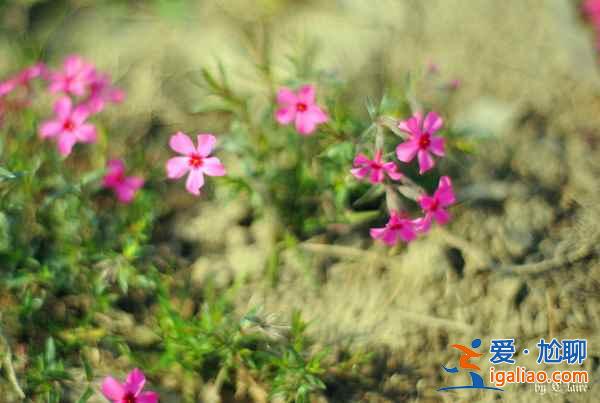 上海賞花好去處，春天去上海賞花地推薦？
