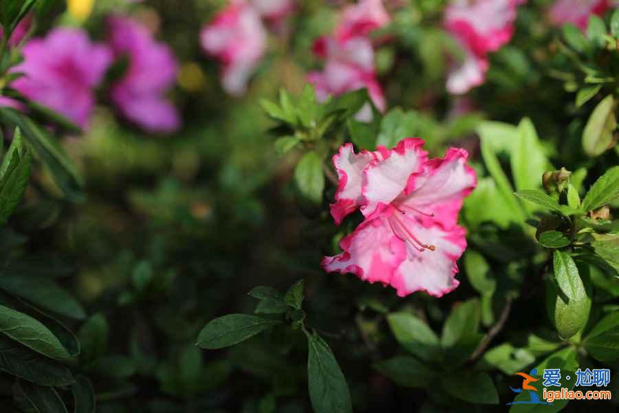 上海賞花好去處，春天去上海賞花地推薦？