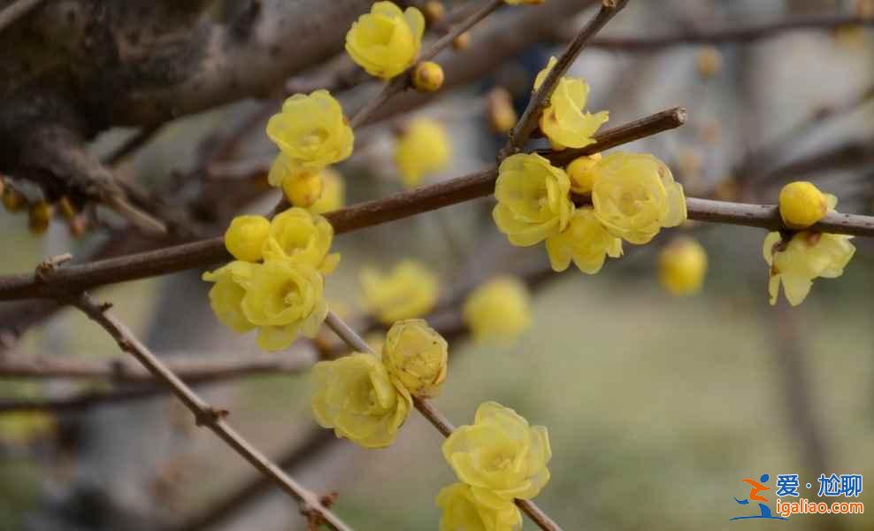 上海賞花好去處，春天去上海賞花地推薦？