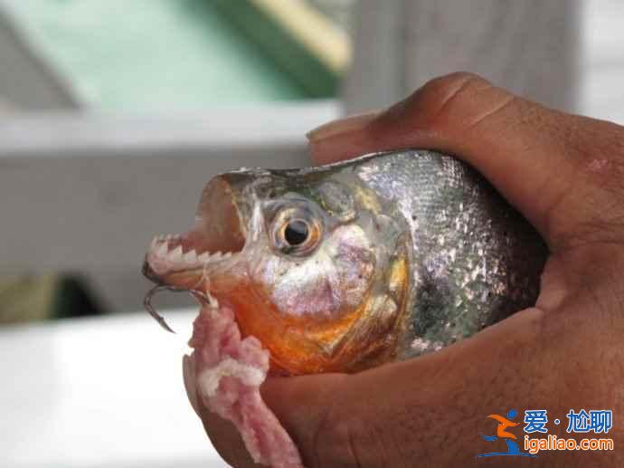垂釣食人魚，亞馬遜河上的一個(gè)特色旅游項(xiàng)目？