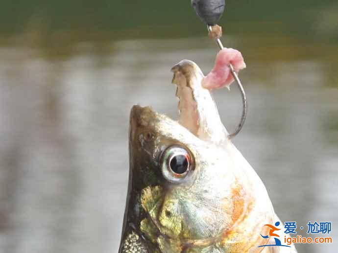 垂釣食人魚，亞馬遜河上的一個(gè)特色旅游項(xiàng)目？