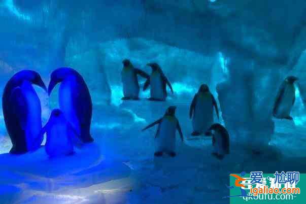 2022年上海海昌海洋公園跨年活動什么時候開始(附活動詳情)？