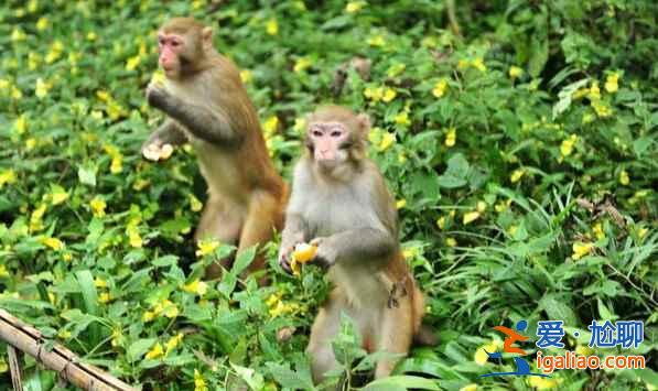 世界上最美麗的峽谷:張家界金鞭溪? 世界上最美麗的峽谷:張家界金鞭溪?