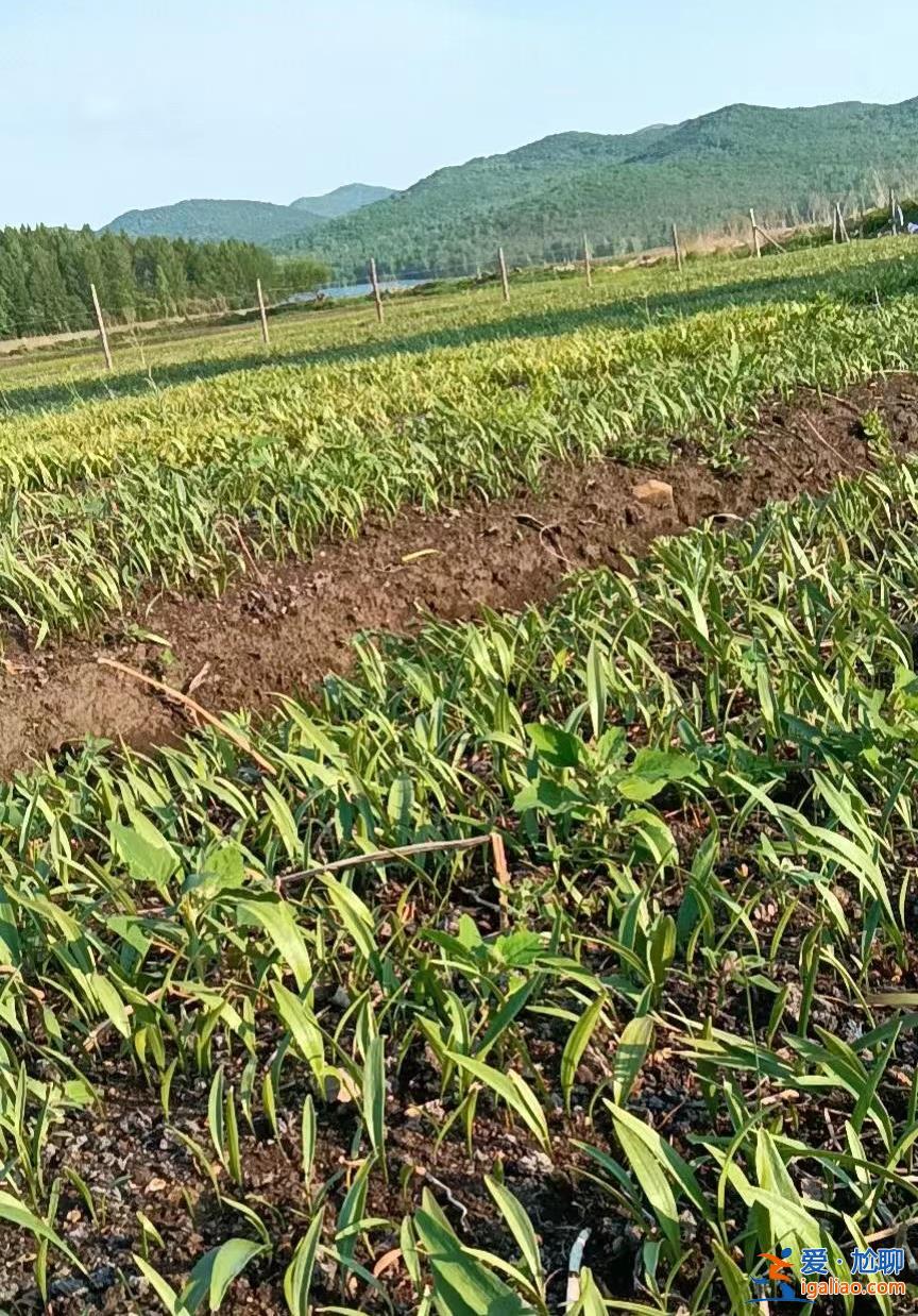 “脆弱”的基層醫療 將要抵擋“99%”的感染浪潮？