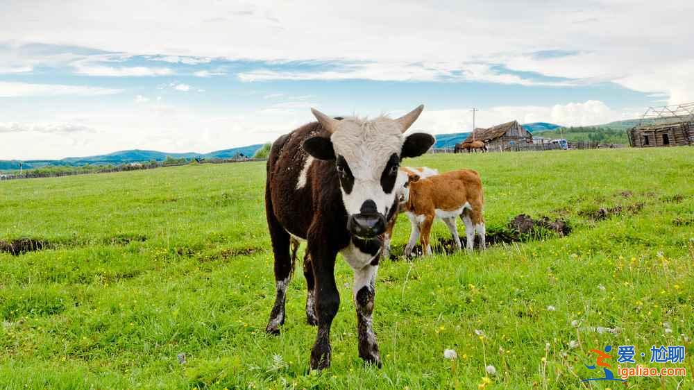 被遺忘的世外桃源:內(nèi)蒙古奇乾村? 被遺忘的世外桃源:內(nèi)蒙古奇乾村?