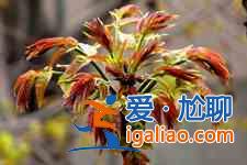 香椿炒蛋？
