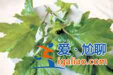 珍珠菜炒雞蛋？