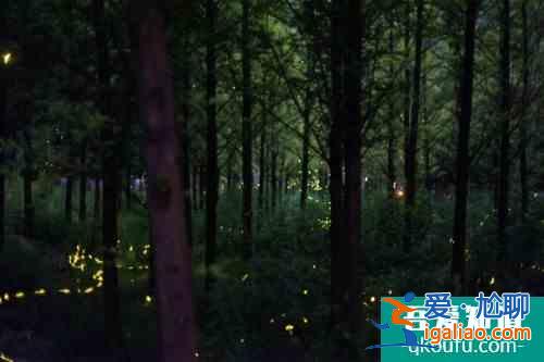 浙個藏在千島湖邊的絕美賞螢地，高鐵直達還很“野”？