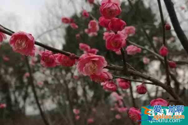 2022杭州西湖西溪賞梅攻略？