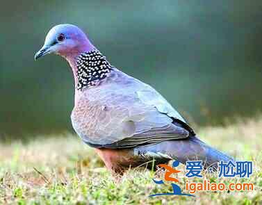 斑鳩的做法? 斑鳩的做法?