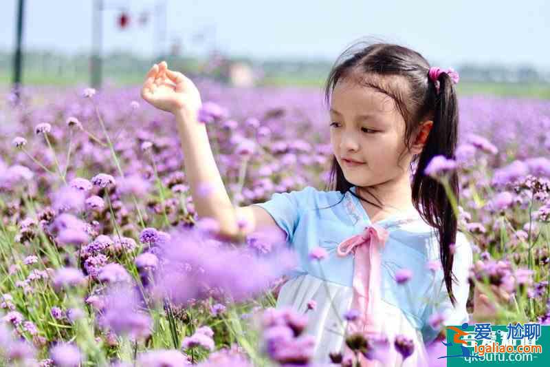山東齊河花朱村中國驛八卦花田拍照圣地？