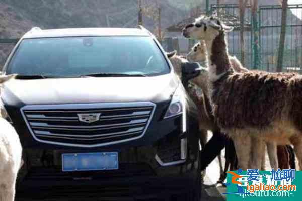 蘭州野生動物園于12月18日開通自駕游？