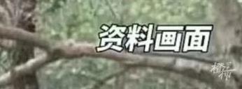 區別很明顯 現場看可初步判斷？