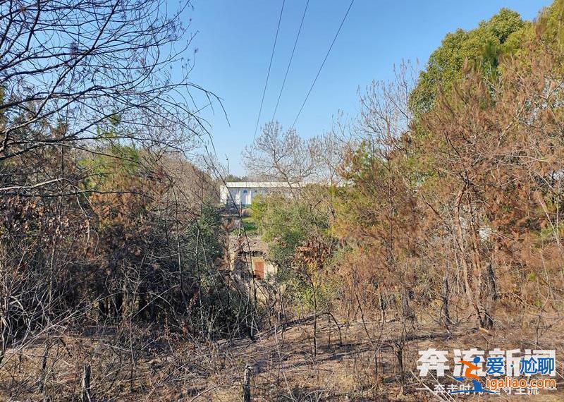 胡鑫宇遺體發現地距森林公安局150米 “搜尋時一直擴大范圍 沒想到人就在跟前”？
