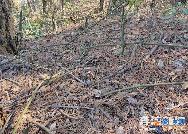 胡鑫宇遺體發現地距森林公安局150米 “搜尋時一直擴大范圍 沒想到人就在跟前”？