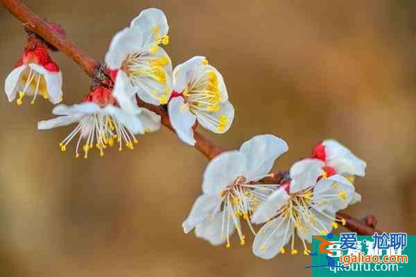 冬季賞梅好去處 冬季賞什么花？