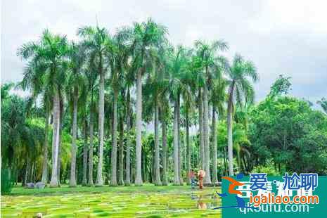 冬季西雙版納旅游攻略? 冬季西雙版納旅游攻略?