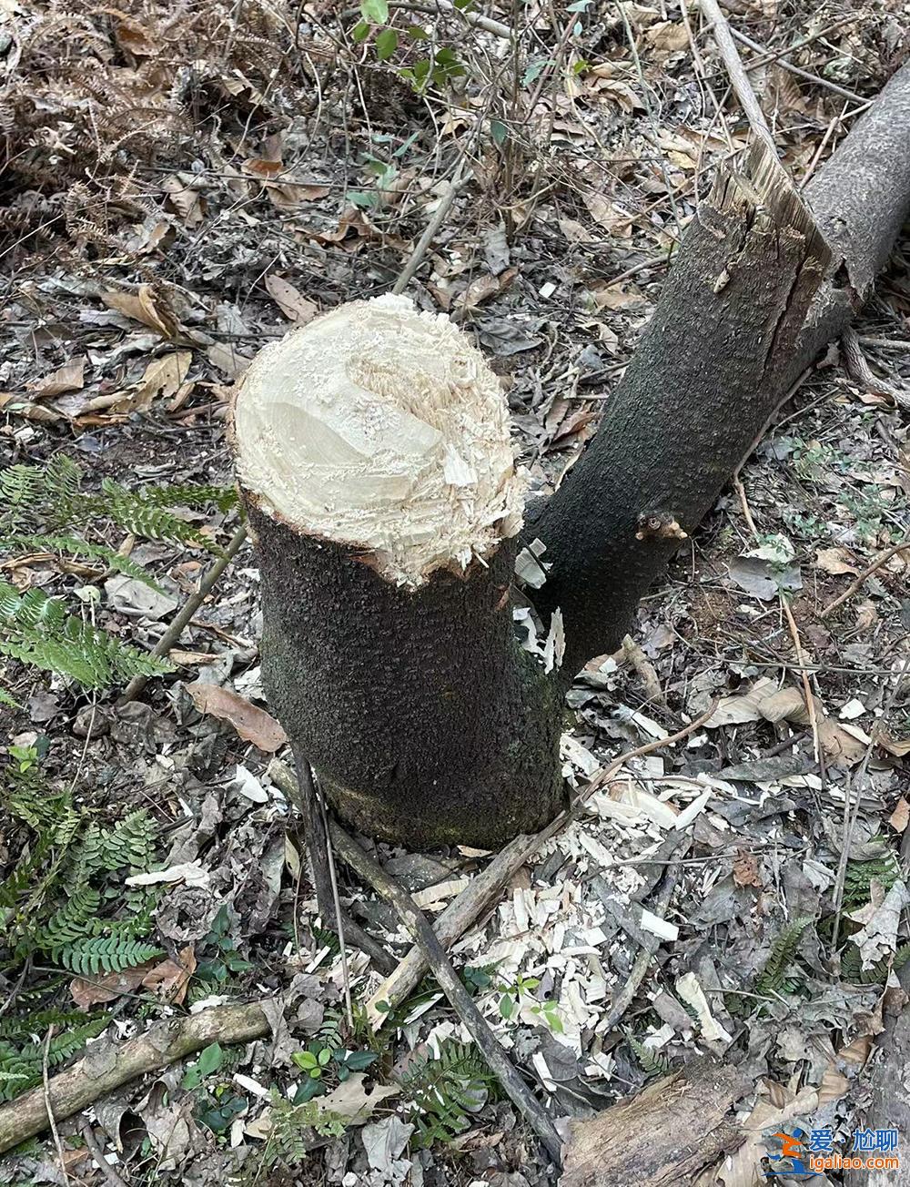胡鑫宇消失的106天和找到遺體的48小時? 胡鑫宇消失的106天和找到遺體的48小時?
