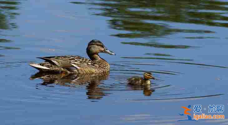 【熱點新聞】石家莊代懷中介機構——媽招聘機構？