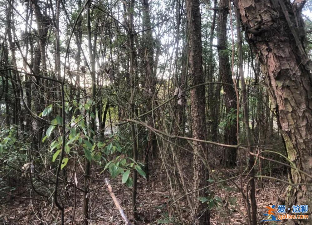 胡鑫宇事件 等待真相? 胡鑫宇事件 等待真相?