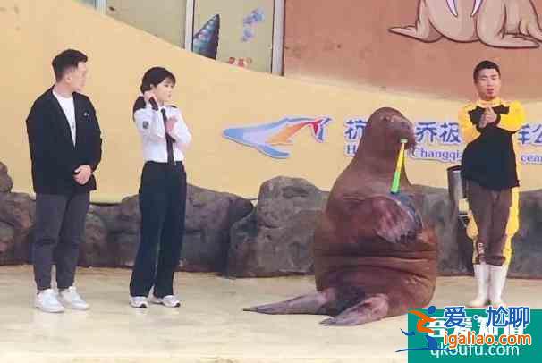 2021受疫情影響杭州長喬極地海洋公園12月暫停開放？