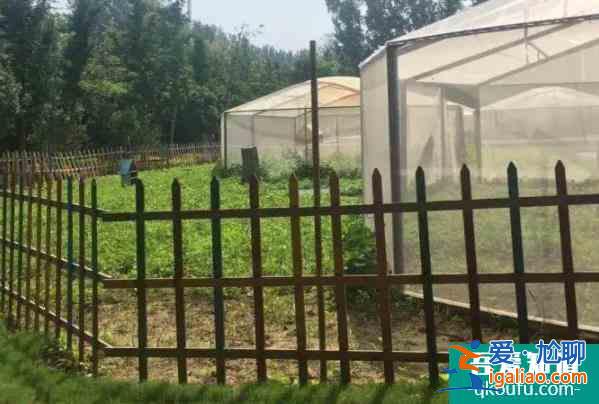 鄭州潘多拉森林動物王國開園時間 游玩攻略？