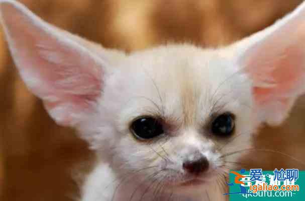 鄭州潘多拉森林動物王國開園時間 游玩攻略？