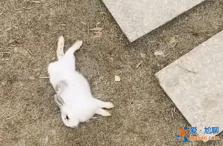 游客偷帶食物喂兔子致大批死亡 提高素質(zhì)很重要？