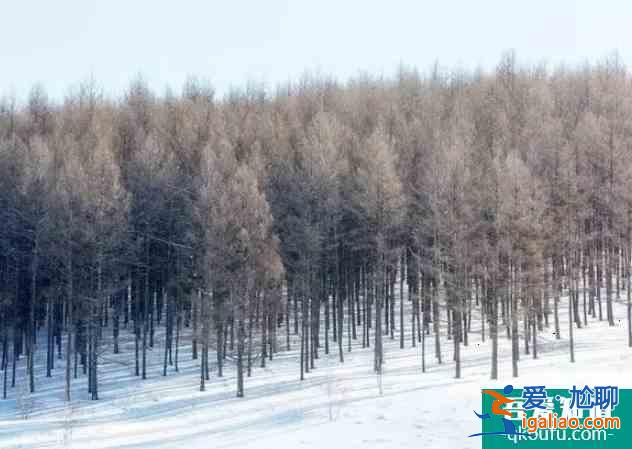 冬天看雪去哪里比較好 冬季賞雪勝地？
