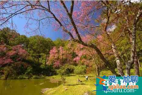 2021泰國清邁櫻花冬季攻略？