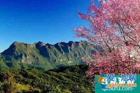 2021泰國清邁櫻花冬季攻略？