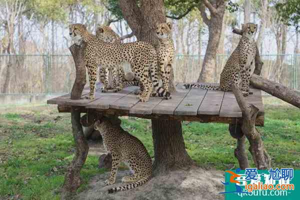 蘭州野生動物園什么時候開放？蘭州野生動物園門票多少錢？