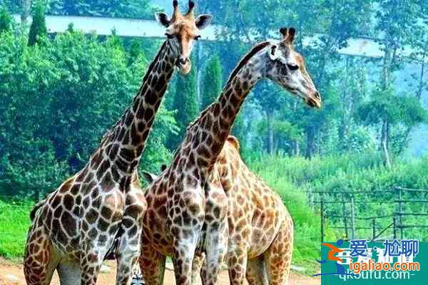 蘭州野生動物園什么時候開放？蘭州野生動物園門票多少錢？