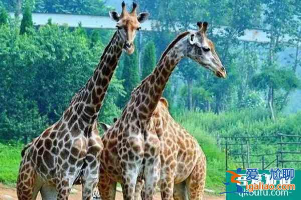 蘭州野生動物園恢復開園時間以及冬季暖心門票持續時間介紹？